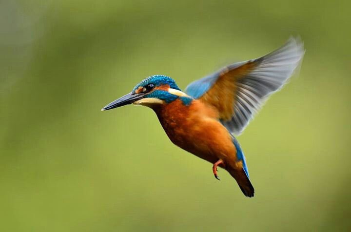  @PlayWarframe  @rebbford  @moitoi  @thetayking  @soelloo Warframes as birds - a thread