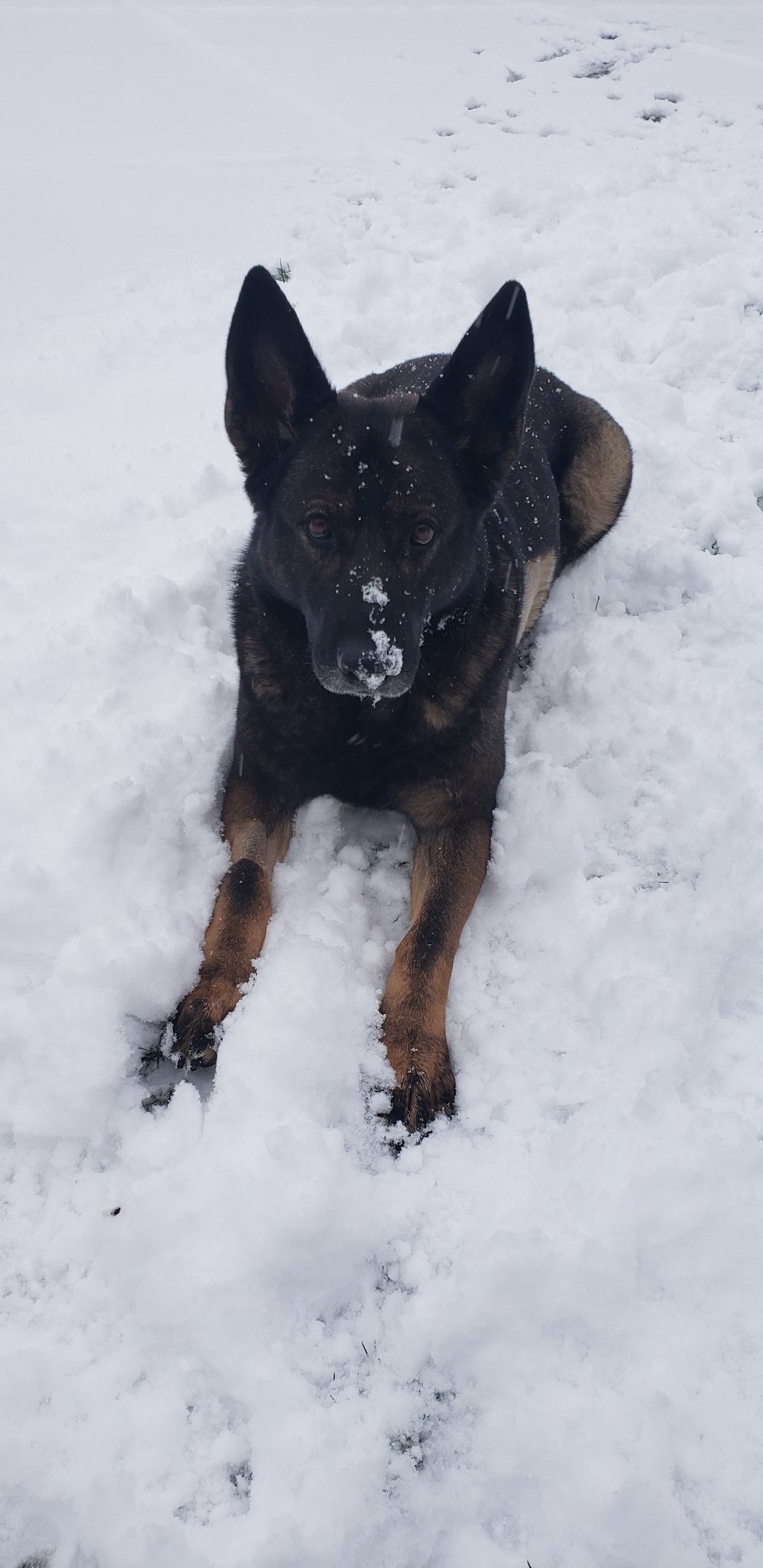 Snow day!!🐾 https://t.co/ahnbUgzm3t