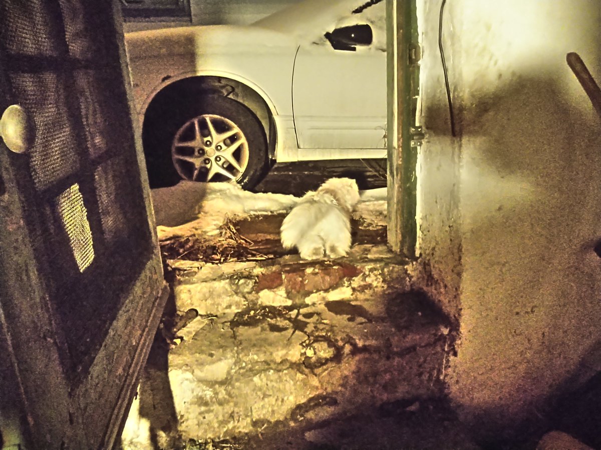 Consider the following:Dog the cat