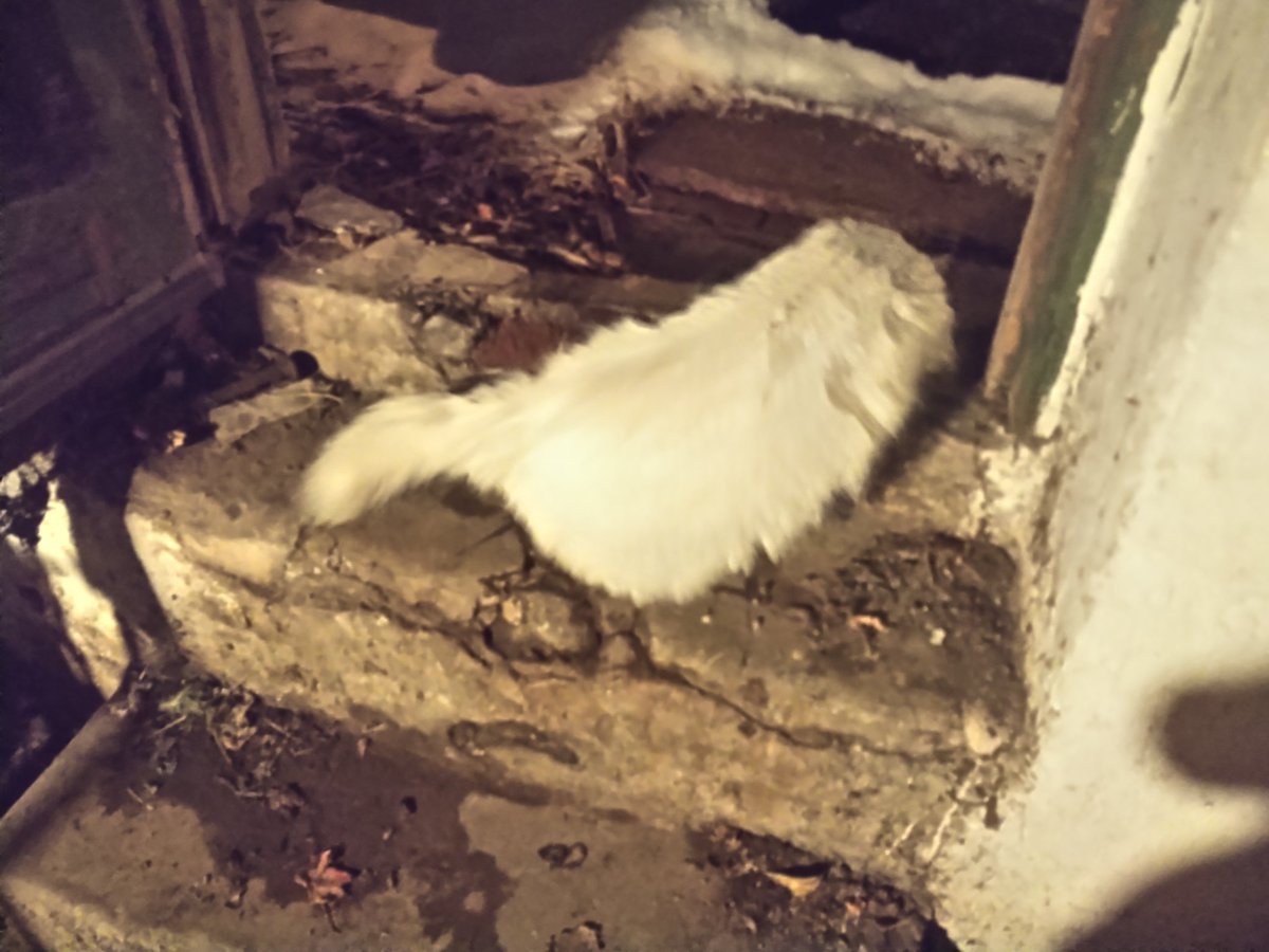 Consider the following:Dog the cat