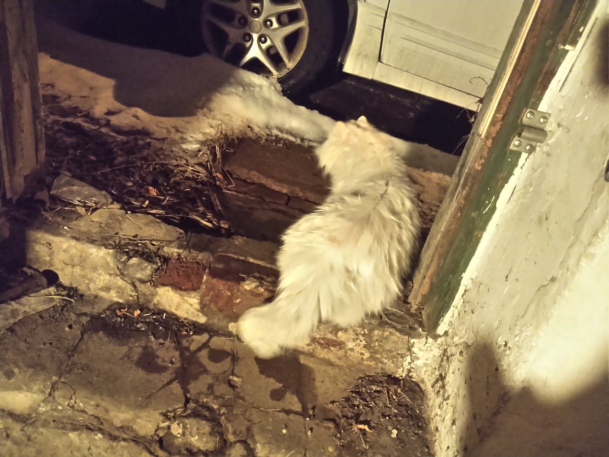 Consider the following:Dog the cat