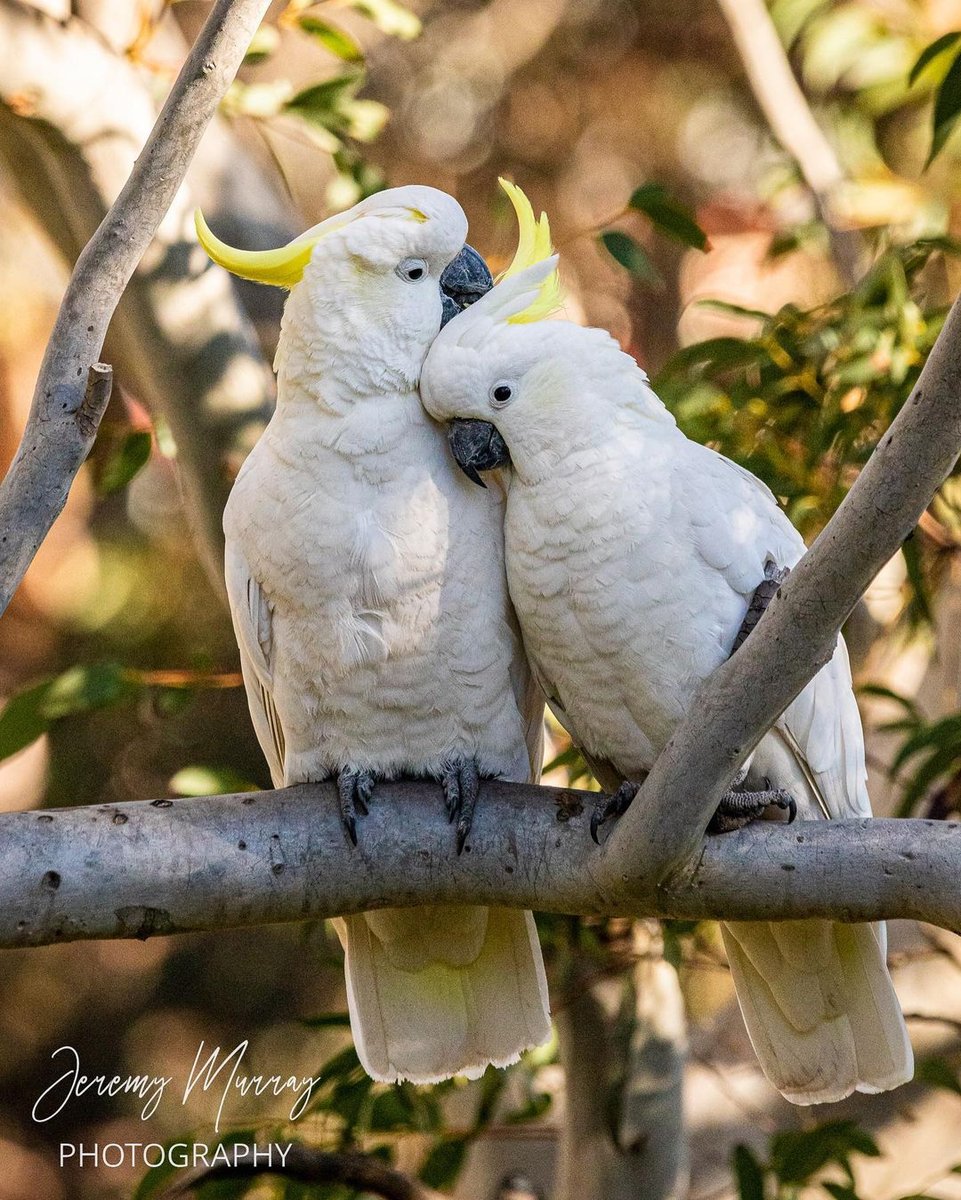 💛 Happy Valentine's Day love birds! 💛 PSSST… Forgot it was #ValentinesDay? Jump online now, grab two Scenic Passes and spend the day exploring World Heritage-listed Blue Mountains. Crisis adverted! 📸 IG jeremymurrayphotography #ScenicWorld_Aus scenicworld.com.au