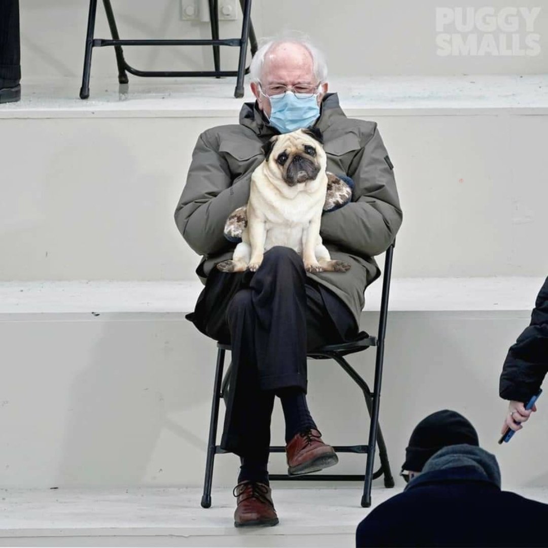 SusanGates15's tweet photo. @MamaTriedHoney @JayLochrie I've got Bernie watching my Henry so he's good. https://t.co/opdrW1gqhQ