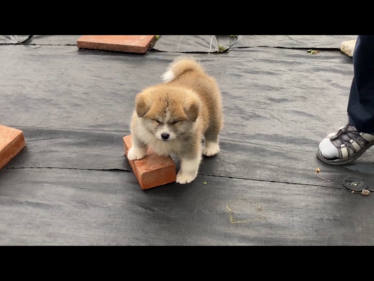 ふくまる 俺ガキ大将 秋田犬 子犬 かっこかわいい 癒し