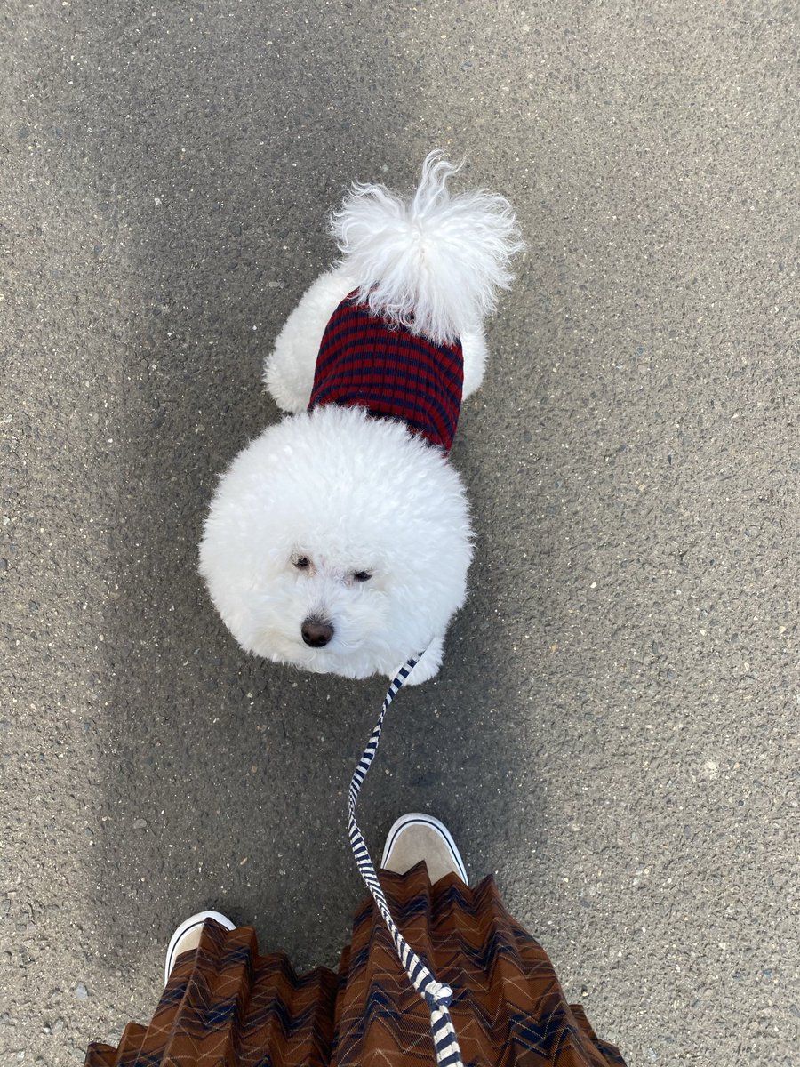 ふうたはトイプードル トイプードル 犬のいる暮らし 顔丸すぎ ふうたはトイプードル トイプードル 犬のいる暮らし 顔丸すぎ