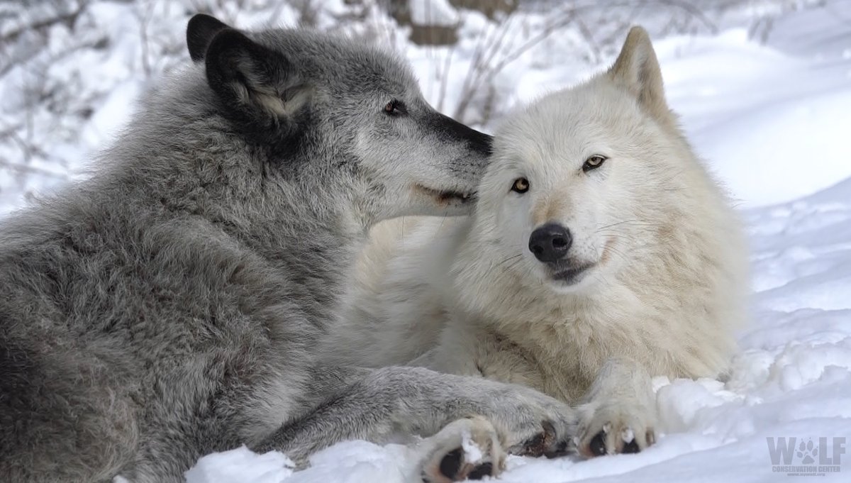 nywolforg's tweet image. Psst... Wolves are essential. Pass it on 🐺