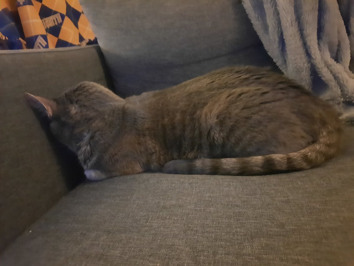 OneEaredCat's tweet image. Smoooooooooooooooosh

#CatsOfTwitter #cats