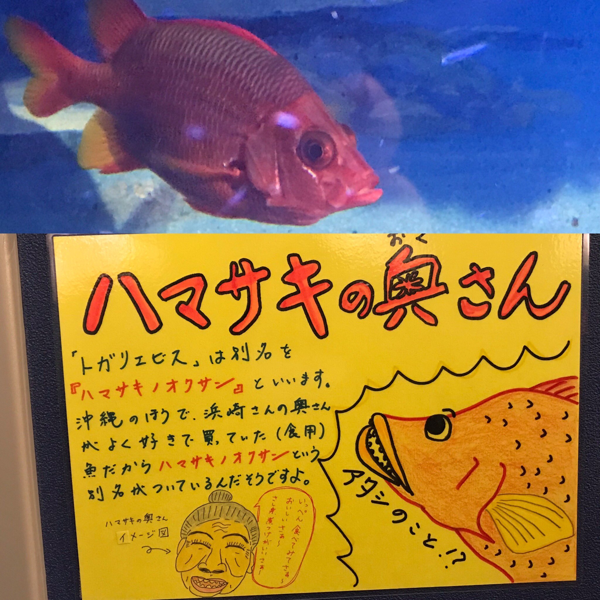 恋するこぶた 竹島水族館 こんな感じ 深海生物がいっぱいです 珍しいものも ちゃんとマーク付きで紹介されてます アカグツさんは2カ所で展示 所狭しと展示されてるので ナヌカザメが踏まれてます 先日のオオグソクムシ煎餅の素にも触れます 恋するこぶた 竹島水族館 こんな感じ 深海生物がいっぱいです 珍しいものも ちゃんとマーク付きで紹介されてます アカグツさんは2カ所で展示 所狭しと展示されてるので ナヌカザメが踏まれてます 先日のオオグソクムシ煎餅の素にも触れます
