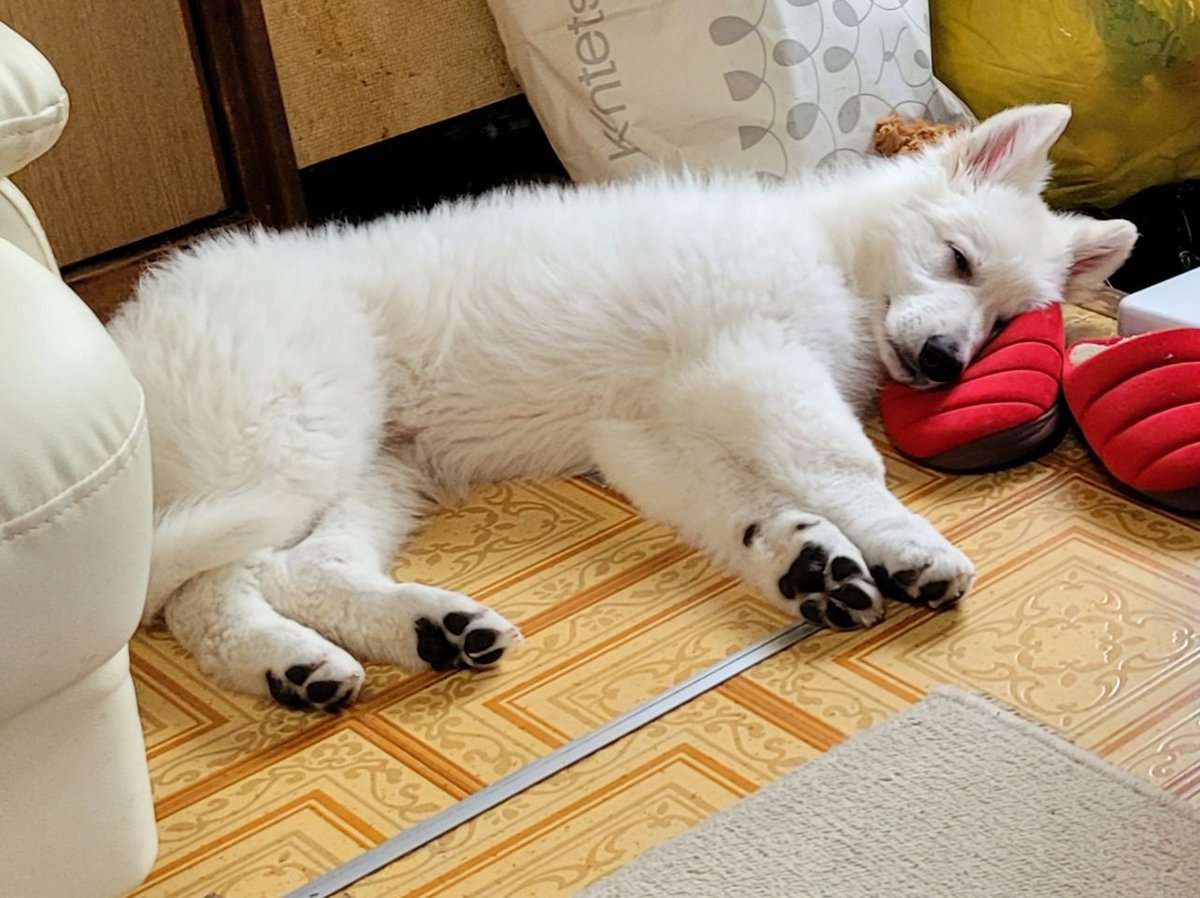 かになべ ペット大好き 犬ちゃん 座布団 クッション ソファーと選び放題なのに なぜか 冷たい床で寝るのが好き 枕はおかんのスリッパ ホワイトシェパード かになべ ペット大好き 犬ちゃん 座布団 クッション ソファーと選び放題なのに なぜか 冷たい床で寝るのが好き 枕はおかんのスリッパ ホワイトシェパード