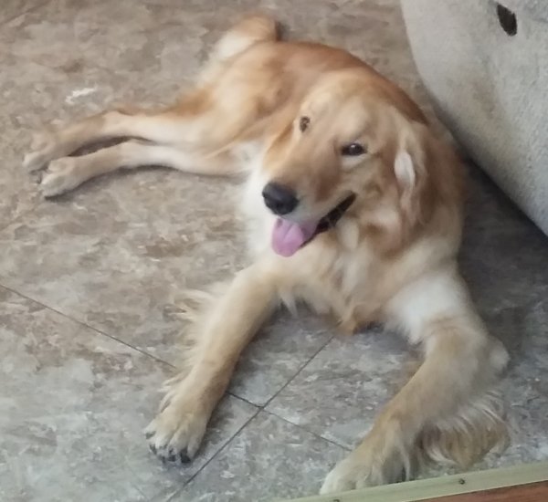 Lost dog Thor in Holiday, FL US (34691) #lostdog https://t.co/Sa6N1AXAKX https://t.co/dEtBs8GnbZ