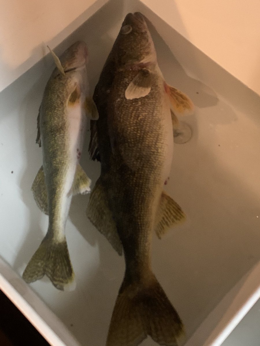 rhawk55's tweet photo. Hopefully this keeps up the next 3 days. #numbtoes #hotbite #icewalleyes https://t.co/n5ahXEHdnV