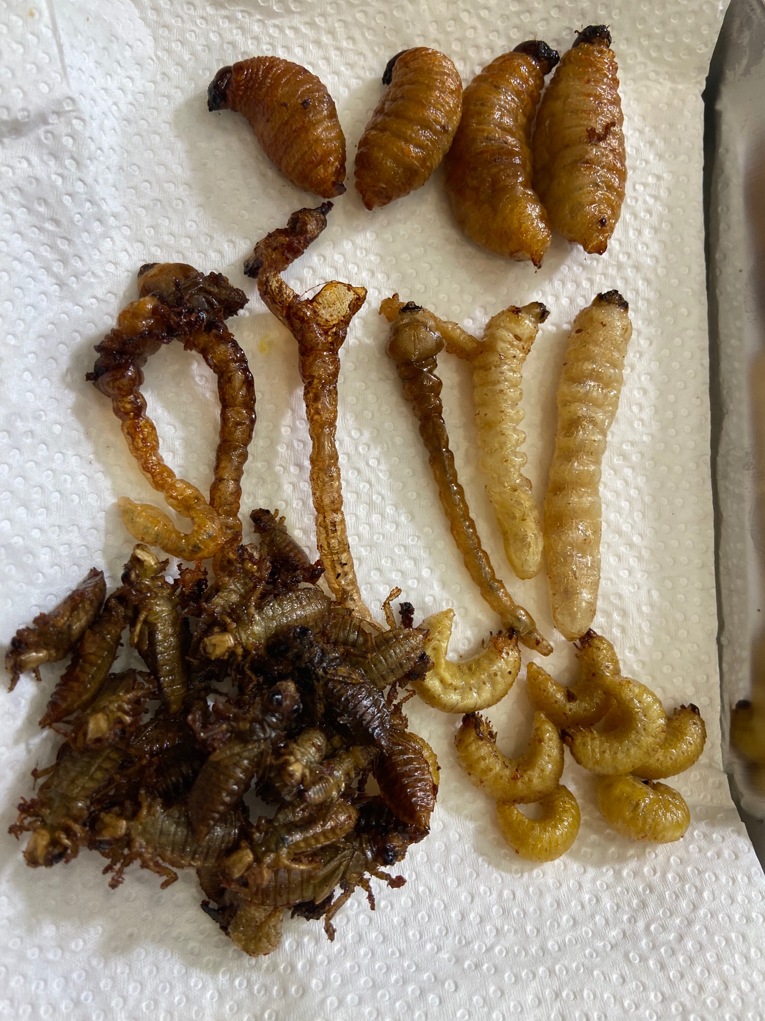 井上 咲 楽 昆虫 食