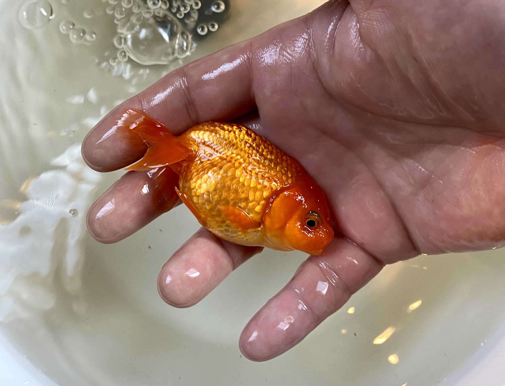 髭助 少し暖かくなってきたこの時期に室内飼育でありがちな水温の上下が可哀想なので 今日は深見産の江戸錦とらんちゅうが入っている舟を床直しをして完全に冬眠から起こします 2ヶ月以上も餌を与えてないけど 良い体型です 金魚 江戸錦 らんちゅう