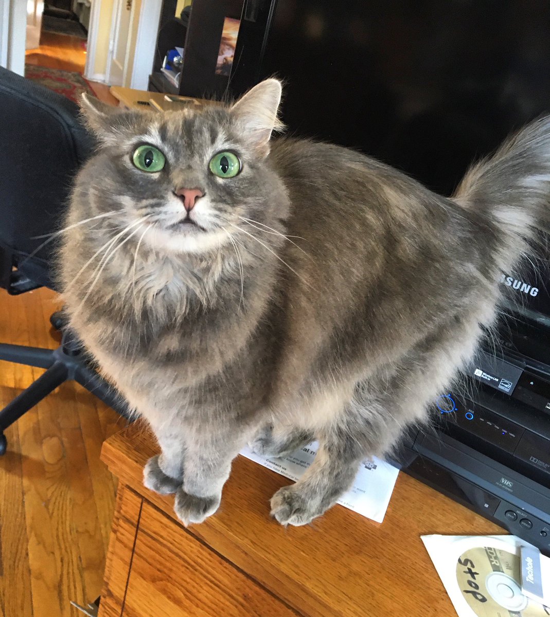 Kellimaroney's tweet photo. The round 1 voting is closing TONIGHT! 😳 Please vote for my cat Purrsephone here on this link: Thank you, either way:🙏🏻😻💞
https://t.co/gjpo7Nk9O6 https://t.co/84Hl9eM1N0