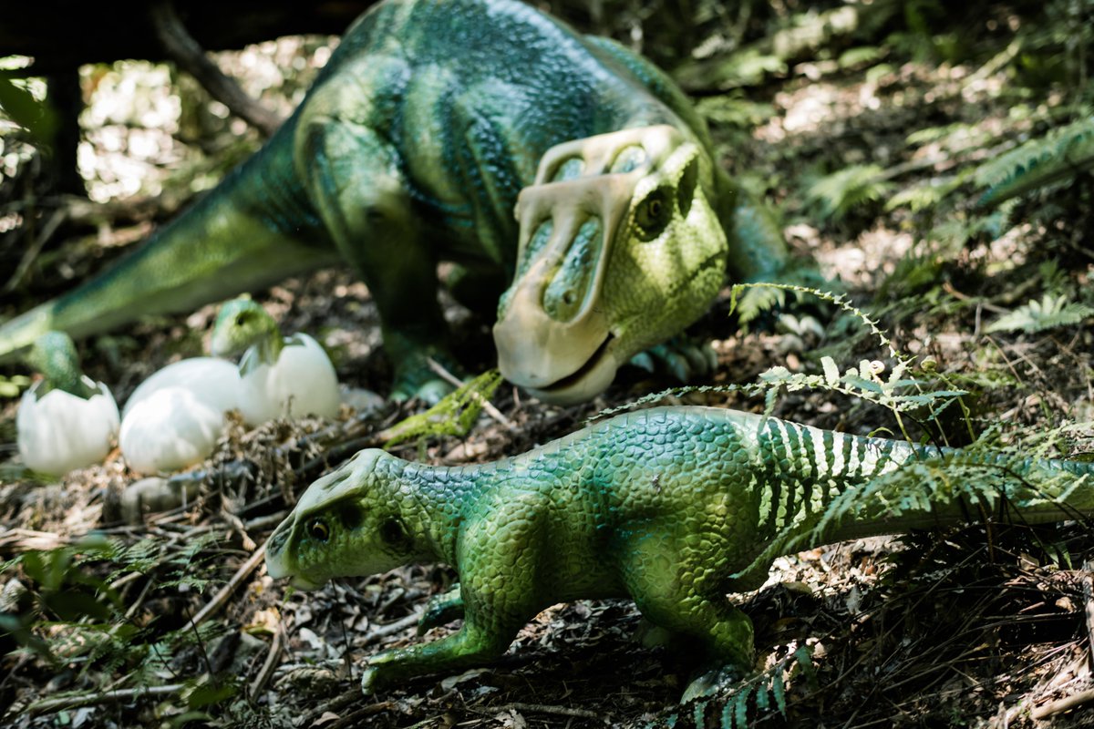Did you know the #Maiasaura was also known as the ‘Good Mother Lizard’? These fierce mamas would defend their babies from hungry predators, incubate eggs for up to four weeks and live alongside their young well into adulthood! 👉🏼 dinosaurvalley.com.au #ScenicDinos