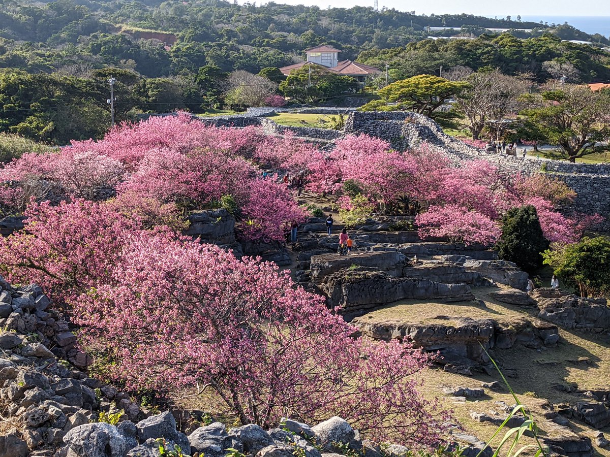 今帰仁酒造 先週 今帰仁城跡の桜を観に行きましたら満開でした 今週はもう散り始めみたいですが ライトアップで観に行きたいと思います 今帰仁城跡 桜 世界遺産