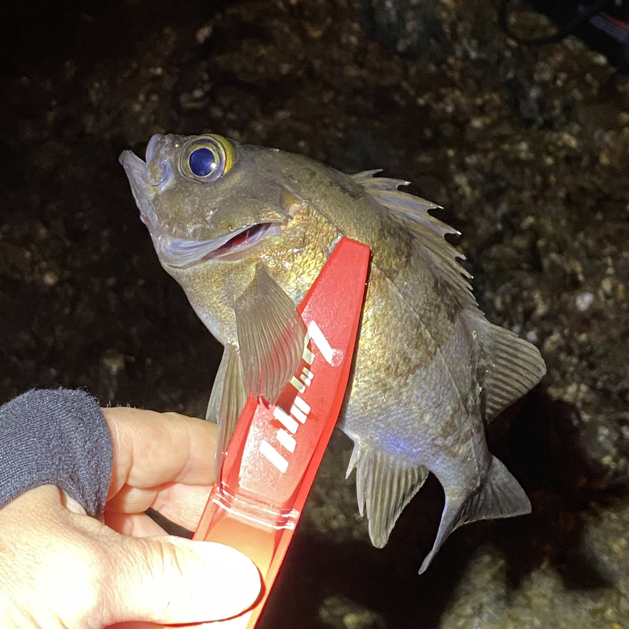 夢釣丸 まさぶう 稀にアジやセイゴがかかる感じでメバル優勢でした おニューのエメラルダスエアーも鱗付完了して 一安心です 熊本 上天草 メバリング メバル 21エメラルダスairfclt2500s 21エメラルダスair 釣り好きな人と繋がりたい T