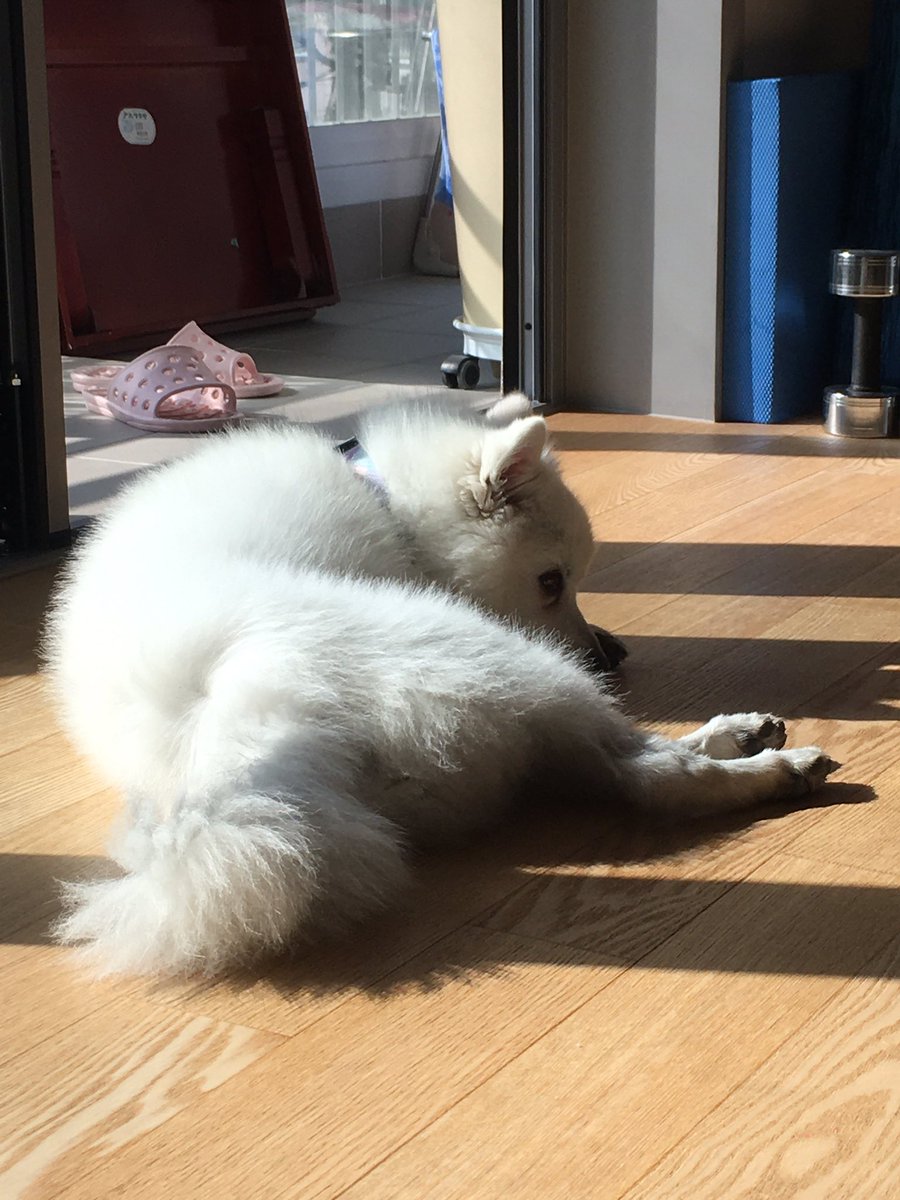 LATT3D0GGY's tweet photo. 일광욕멈 https://t.co/qnTw1IBOBD