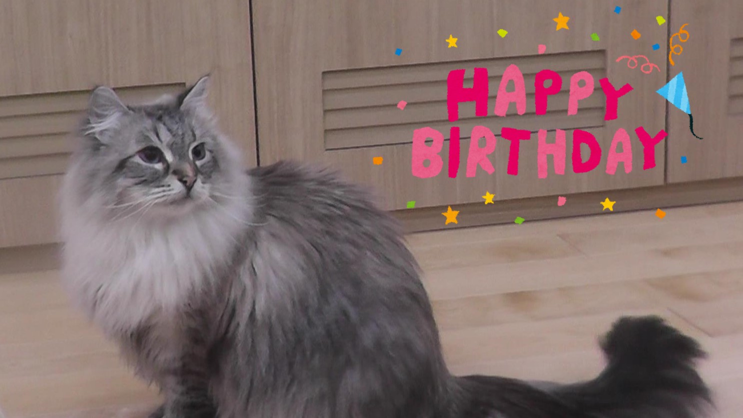 秋田県庁 ２月１２日はシベリア猫 ミール君 のお誕生日です ミール君は今年で９歳 今もお友達の先輩猫たちと 仲良くのんびり暮らしているようです ミール君の日常を映した動画第１０弾は近日公開予定 Fwf 皆さんお楽しみに これまでのミール君動画