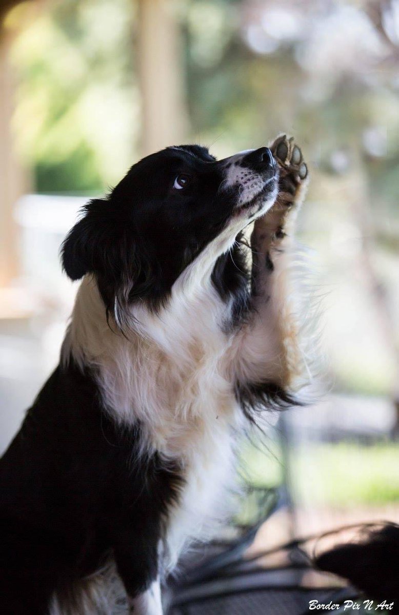 NSW Registered Purebred Dog Breeders. (dog_nsw) Twitter