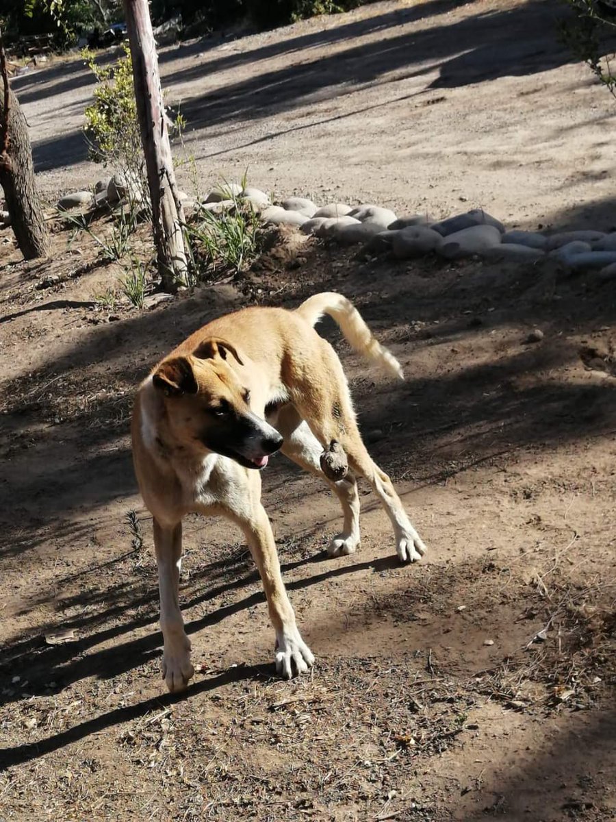 javieraannaiz's tweet photo. Mañana vamos por este perrito con ese horrible tumor 🥺🥺 #PadreHurtado
#Chile
#RescateAninal https://t.co/ybR5Eo1GqB
