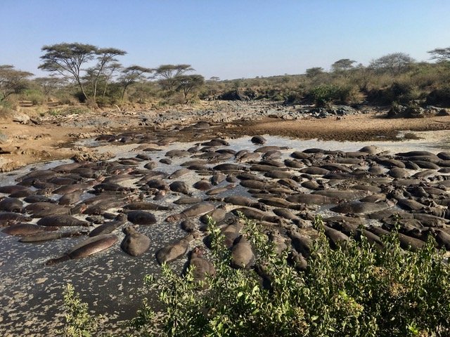 ADS_Safaris's tweet photo. SAFARI STORY: "Africa. Dream. Safaris. Each word had its own special meaning for this trip of a lifetime. Millions of words have spilled across page after page trying to capture the true essence of the magical and mystical land called Africa."
 ☞: https://t.co/yqNsgxWVrW https://t.co/FWwOUrjEqf