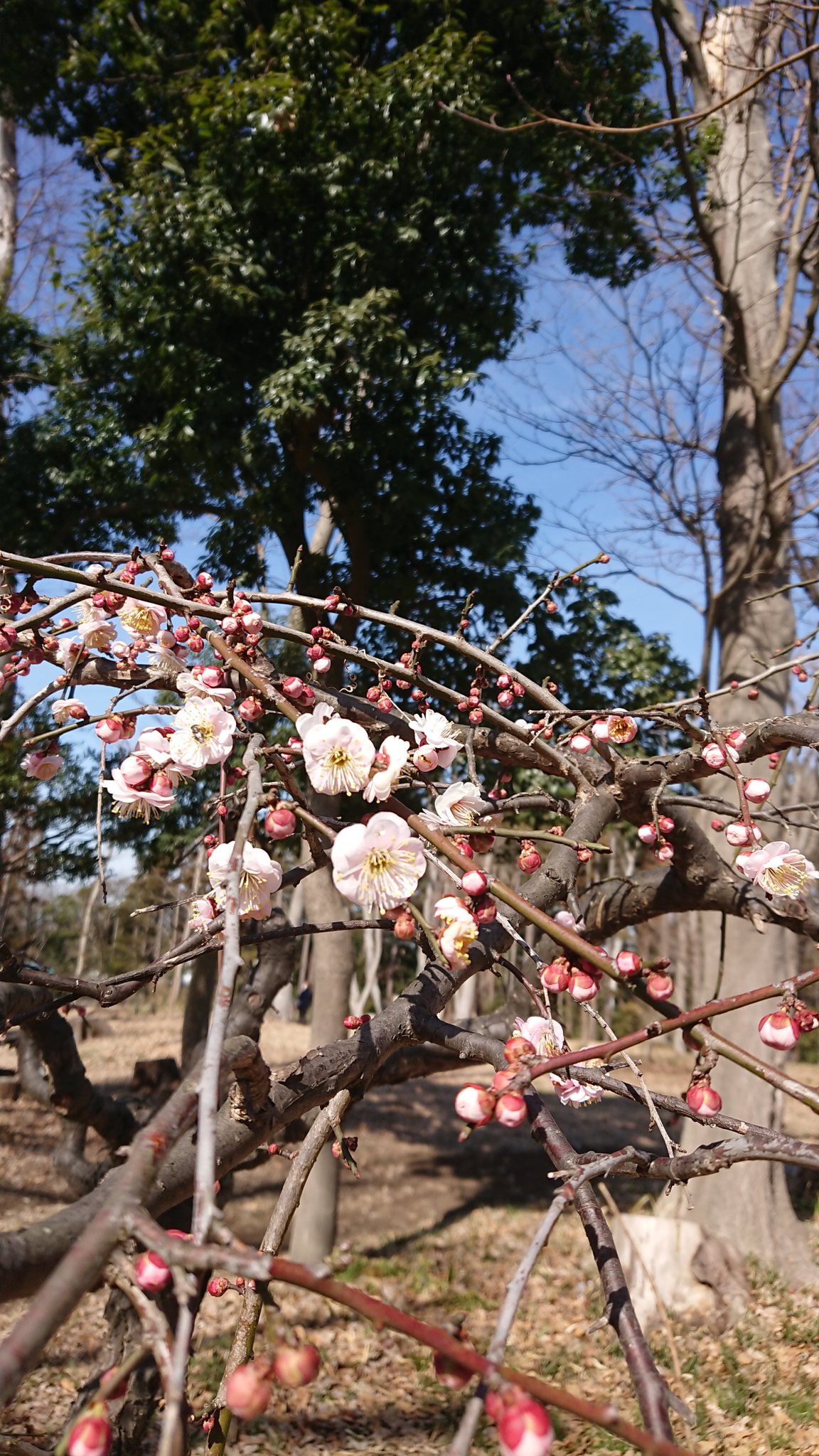 花の兄 Twitter Search Twitter