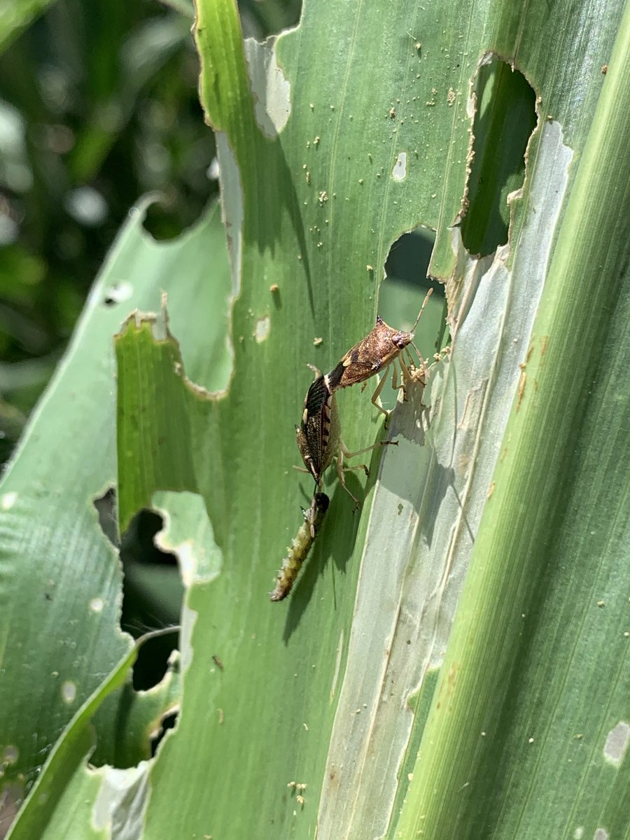 Early Valentine’s Day lunch for this pair of predatory shield bugs.