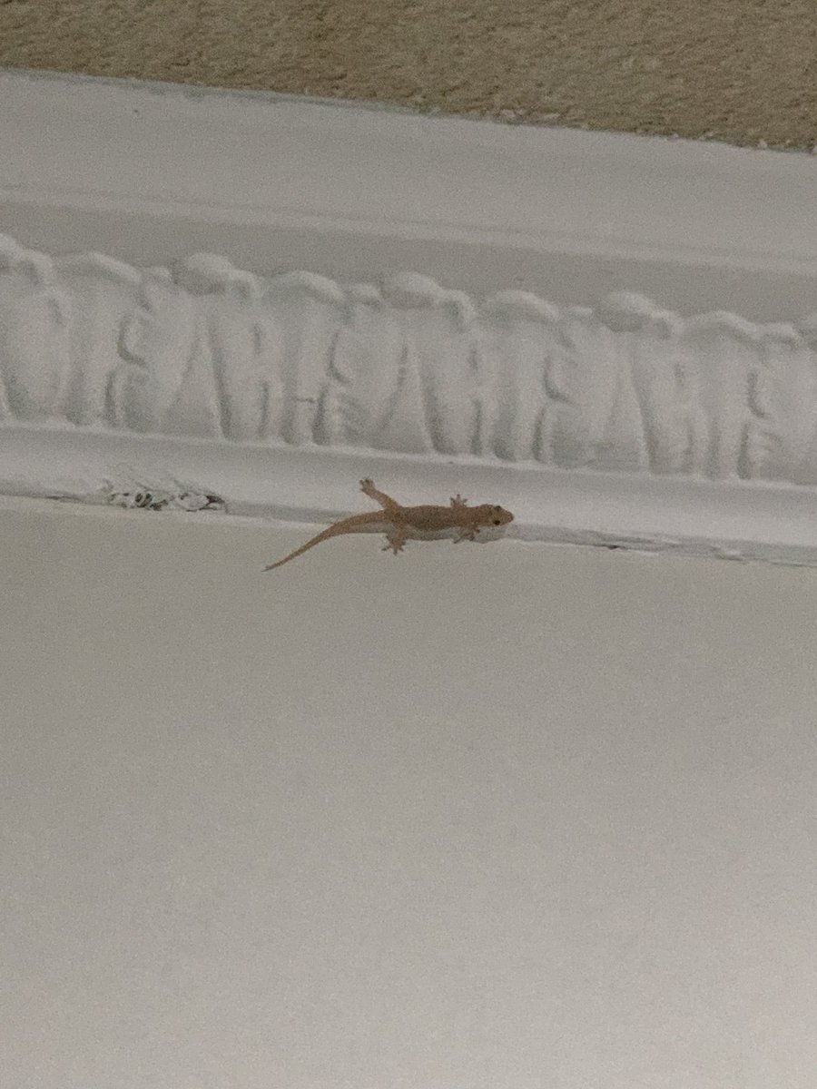 guys i just found motivational lizard in real life😱😱😱😱😱😱😱😱