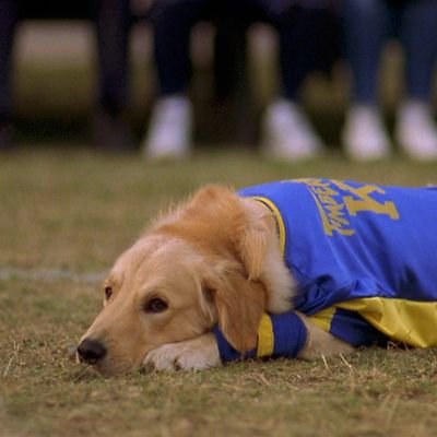 Suddenly I didn't feel like playing anymore, I was to tired to play but all I know in my dog years I've had a good run and I did my best.