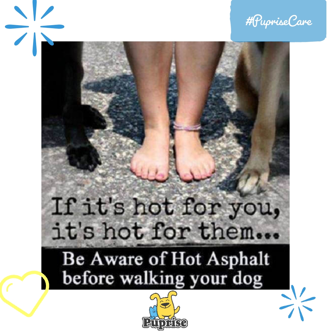 PupriseBox's tweet image. Get the best pet supplies from puprise.com

#dogsofDelhi #dogsofBangalore #dogsofHyderabad #dogsofAhmedabad #dogsofChennai #dogsofKolkata #dogsofSurat #dogsofPune #dogsofJaipur #dogsofLucknow #dogsofKanpur #dogsofNagpur #dogsofIndore