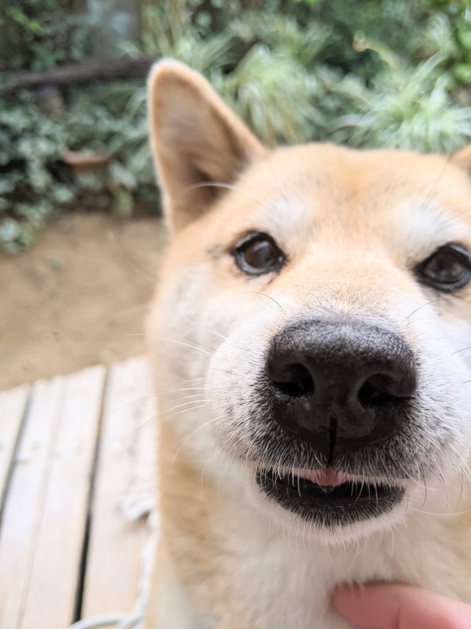 Mɪʜo えっと 左頸を寝違えました 寝方がまずかったみたい 久々に痛い ﾉw Lt イッヌーも心配してくれて ほんまかいな W 寝違え 犬好きさんと繋がりたい 柴犬 小柴 ゴマ T Co 36xkxletiq Twitter