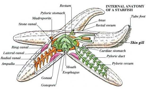 This adult body has an anatomy like no other. Most strikingly, echinoderms lack a central nervous system - it instead functions a fully distributed network. And yet, despite bizarreness, molecular studies place echinoderms as a cousin clade to vertebrates...