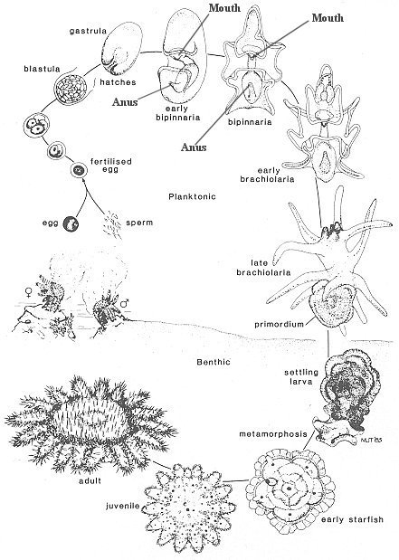 After passing through several larval stages, the adult radially symmetric body starts forming completely anew, on the side of the main bodily cavity (as seen in the video quoted in OP)! This new body eventually overgrows and consumes the larva.