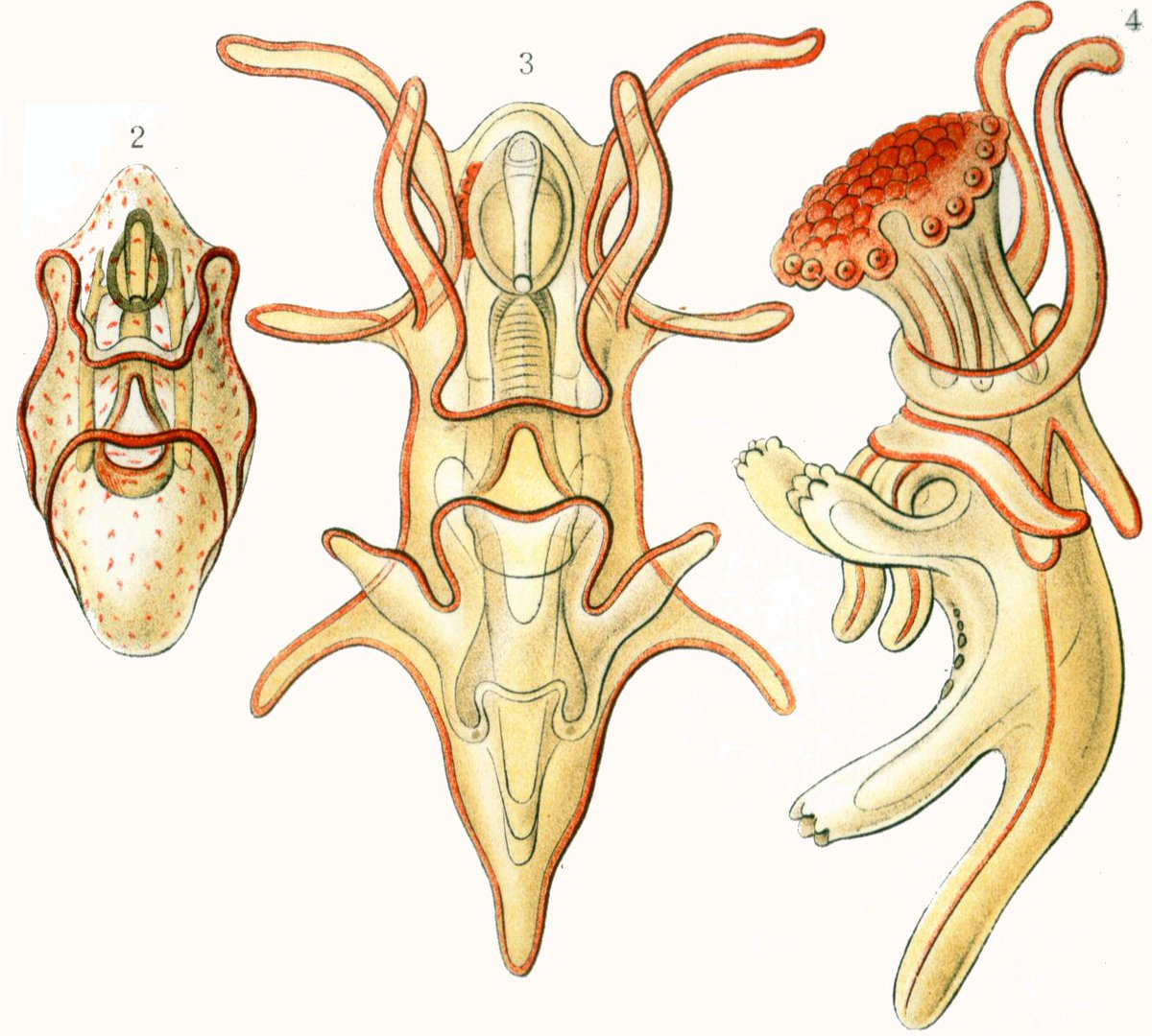 After passing through several larval stages, the adult radially symmetric body starts forming completely anew, on the side of the main bodily cavity (as seen in the video quoted in OP)! This new body eventually overgrows and consumes the larva.