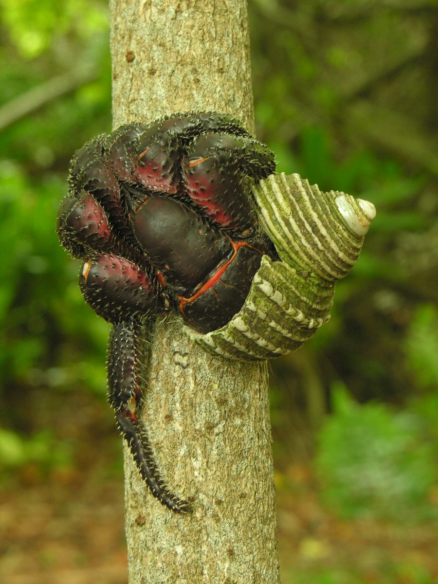 Friends of the British Overseas Territories tweet media