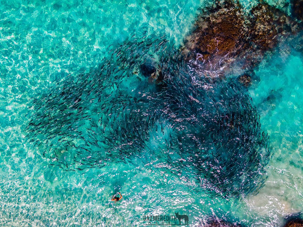 One of my latest drone images captured in #yallingup #westernaustralia I spotted this large school of Australian Salmon not far offshore and snagged this image. What do you see? #notphotoshopped #australia #salmon