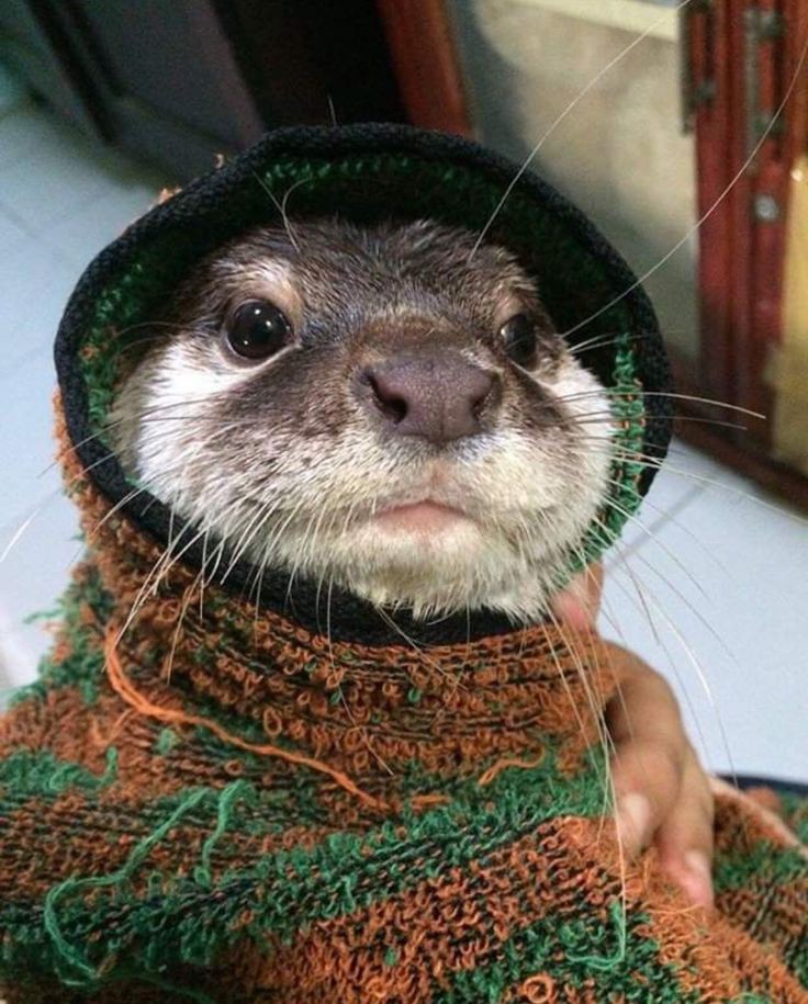 Tom Ellis as an otter a thread