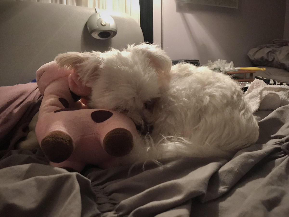 tuttitunes's tweet photo. #AOClied here have a look at my dog cuddling with his favorite toy https://t.co/sqeaNNFuim