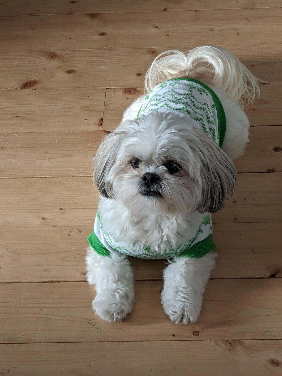 Look at me!! I turned 6 today!! My hoofamily spoiled me with lots of eats and treats!!