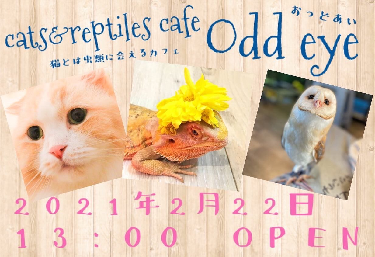 猫 爬虫類カフェodd Eye ついにグランドオープンが決まりました にゃんにゃんにゃんの猫の日オープンです でもその前にも楽しい事考えてますので更なるお知らせをお待ちくださいませ オープン 猫の日 2月22日 相模原 番田 猫カフェ 爬虫類 猫 爬虫類カフェodd Eye ついにグランドオープンが決まりました にゃんにゃんにゃんの猫の日オープンです でもその前にも楽しい事考えてますので更なるお知らせをお待ちくださいませ オープン 猫の日 2月22日 相模原 番田 猫カフェ 爬虫類