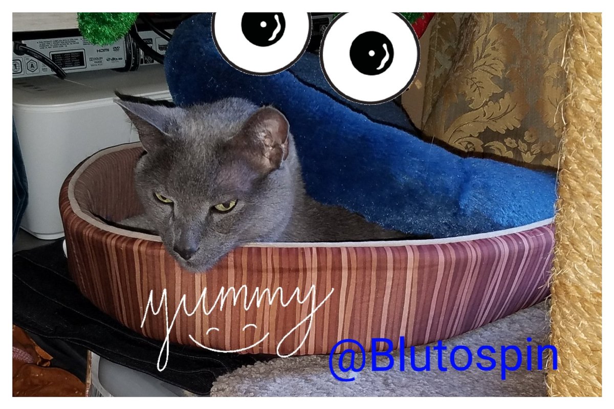 mhmelbourne's tweet photo. @Blutospin @ZombieSquadHQ @GregariousGus @Mygreatredmare @irisesther54 @3coolkatz @TeddyTedaloo @TeddysFamiwy @timhoyt14 @TheCatMalice @BengalPandora @MillieOTLFP @Cleo_sMommy @carolineCMCE @RhondaHendee @CharliePurrker @badpiratemonkey @PicklesBottom @kenobe_wan @MuddlesDog @RudigerTheCat @SocksMcFurry @TopGunKitties @BonniedaWestie @LuckyDaPuppyCat @fluffybasil Youz a delicious #bruizzerbrubberz #sandwich! It must be da #jellybellyfriday #stinkyjam ๐น๐น๐ฏ๐ฏ๐ฏ๐ฏ๐พ https://t.co/luMhqpluZS
