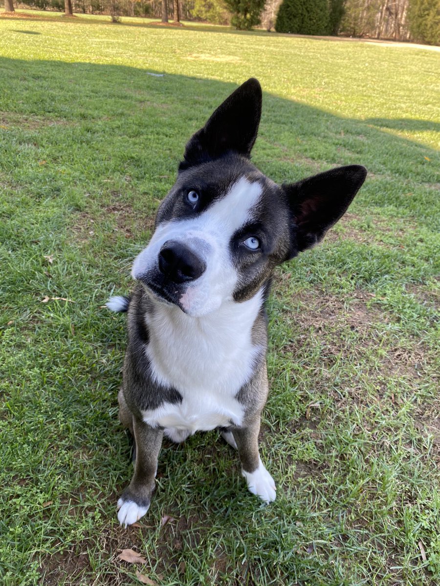 ASmidgy's tweet photo. @josh_grove_ I was just browsing #pitsky photos and I think we have the same dog. https://t.co/6wP9nAi5jy