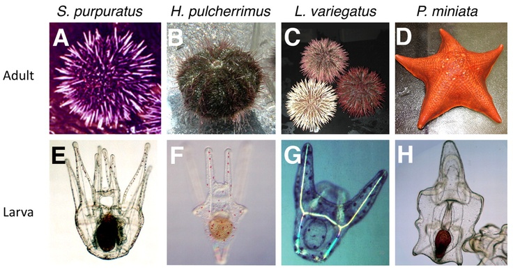 Echinoderms - a phylum of animals containing starfish, sea urchins, sea cucumbers, and sea lilies - are unique among animals for their RADIAL (usually 5fold) symmetry. But their larvae start their lives with a quite ordinary bilateral body plan. How does the symmetry break?