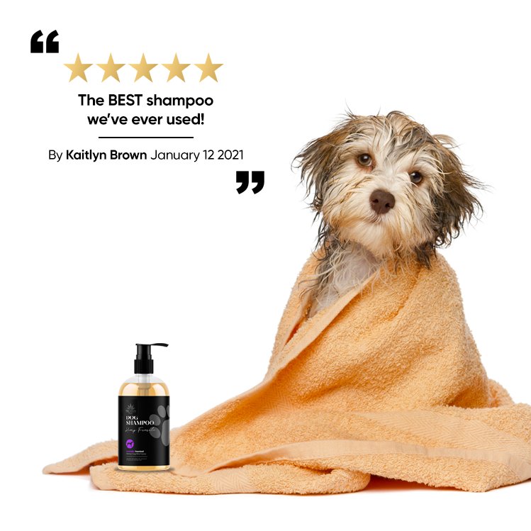 HempTrc's tweet photo. Our Lavender &amp; Hemp Dog Shampoo will leave your pooch with a healthy, hydrated skin and coat

To view our full collection and see reviews from our happy customers, visit: https://t.co/fAsNx7eDqy (or click the link in our bio)

#organic #vegan #dogshampoo #madeintheuk #crueltyfree https://t.co/W83x0GuZjR