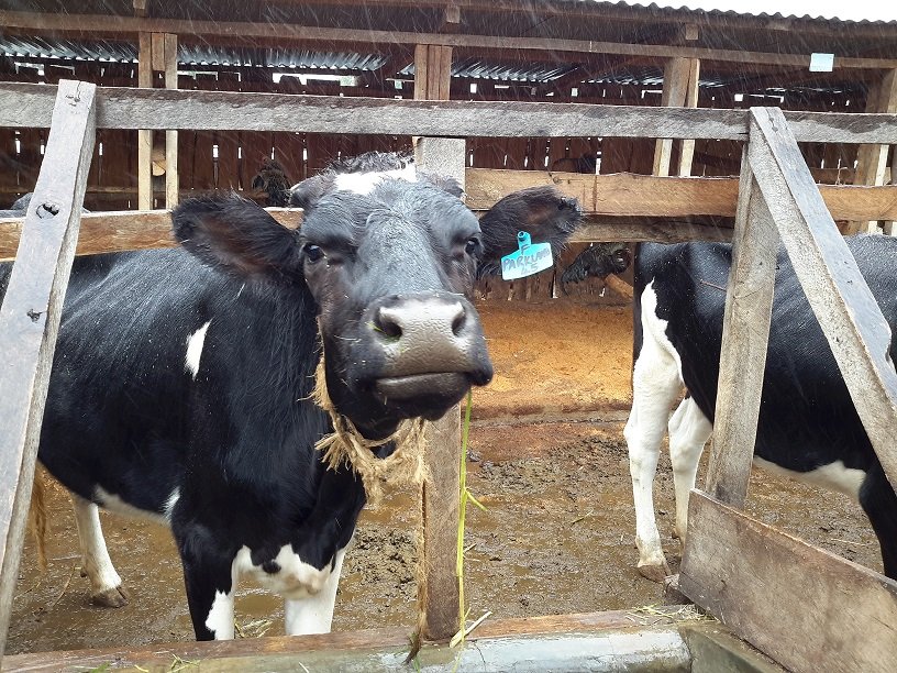 This is what she is saying to you. Happy weekend but remember we are satient i.e. 

👉We can feel pain
👉We can feel hungry
👉We can get thirsty
👉We can get sick

Please take good care of us so that we can give you the yummy milk.