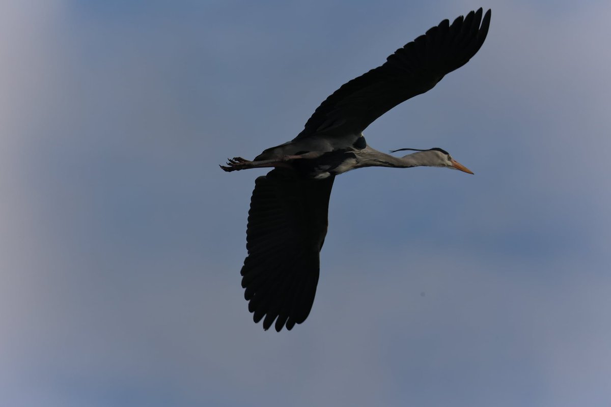 VisitELLESMERE's tweet photo. SPRING IS-a-COMING: GreyHerons are starting to nest on #MoscowIsland #Ellesmere #Shropshire Returning year on year @HeronWatching cameras capture their gangly elegance from egg2fledge. @BBCSpringwatch @ChrisGPackham #RosemaryEdwards @SueAustin_Star @sosbirds #birdwatching #nature https://t.co/MMf475sI00