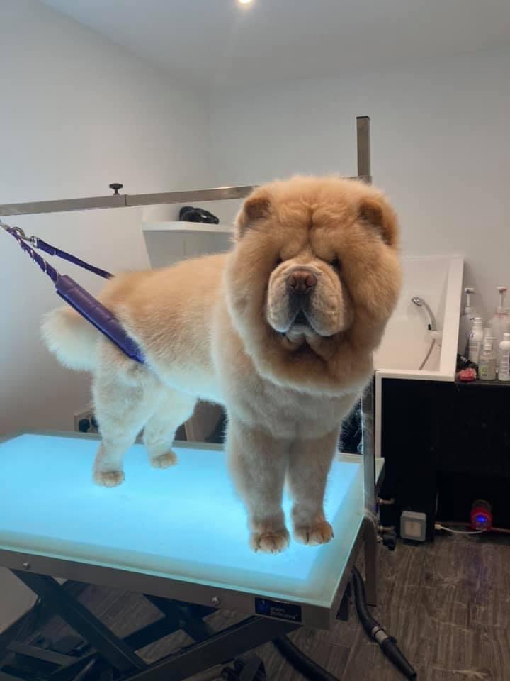 Dogs On Point tweet media