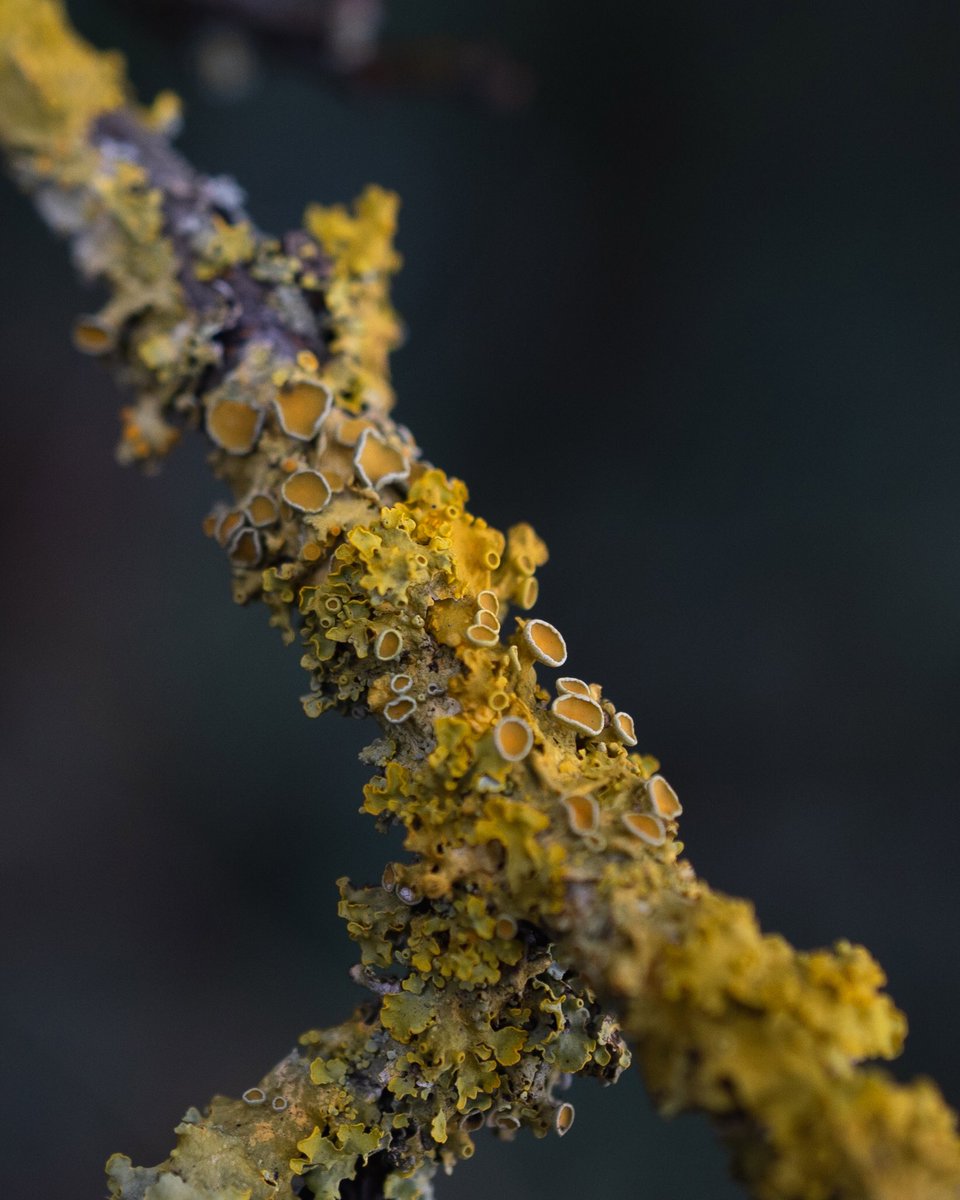 JoSinclair's tweet photo. Xanthoria parietina. When algae says to fungi, “let’s, let’s stay together” ah Tina 🎶 

#lichens #nature https://t.co/gWXURcrxkL