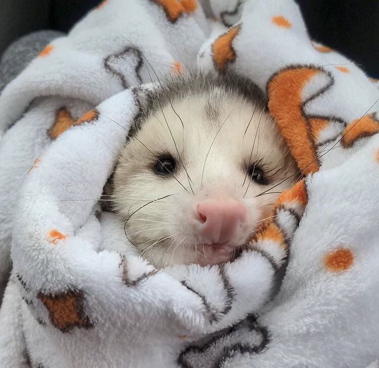 opossums in blankets: a thread